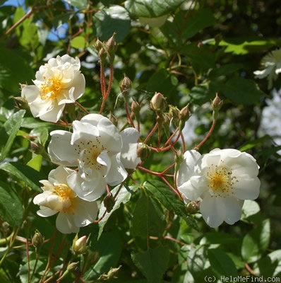 'Bobby James' rose photo