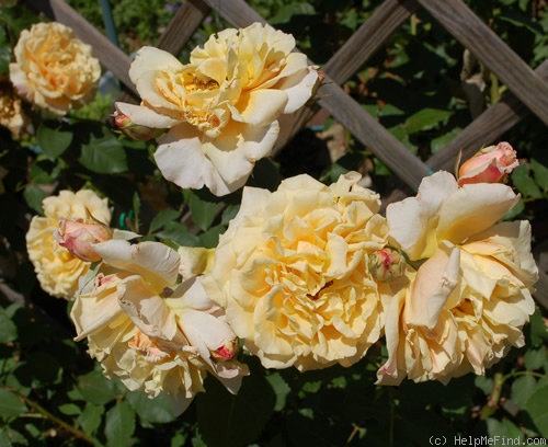 'Caramella ™ (shrub, Kordes before 2000)' rose photo