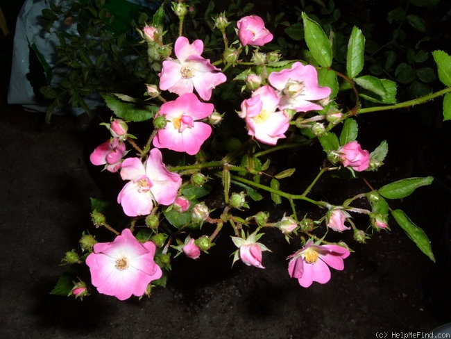 'Pookah' rose photo