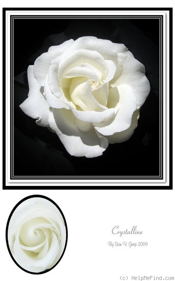 'Crystalline ™ (hybrid tea, Carruth 1987)' rose photo