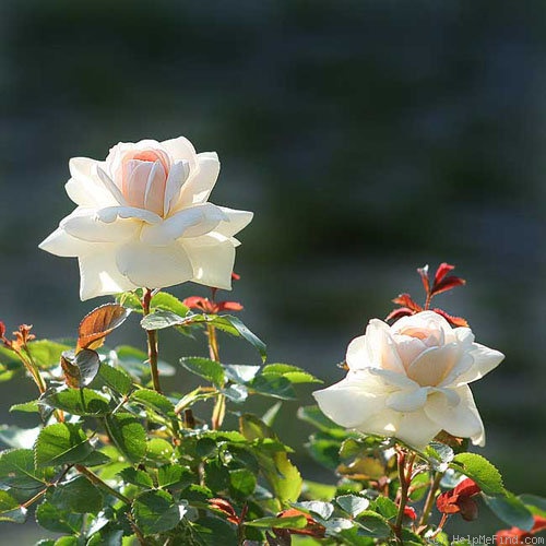 'Miss Leda' rose photo