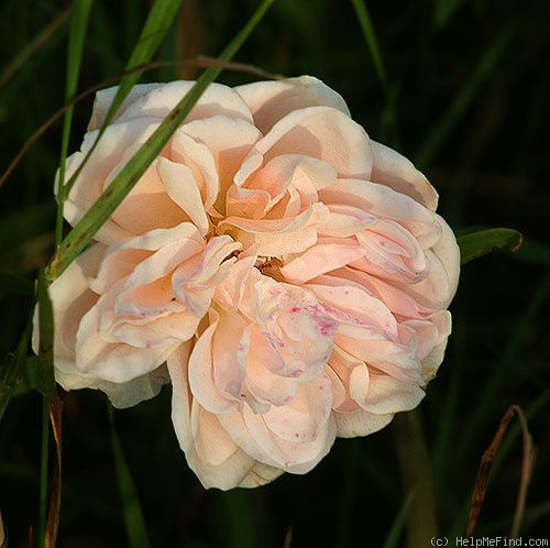 'Friedrich Chrysander' rose photo