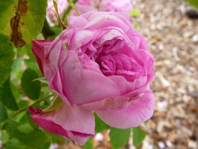 'Siwa' rose photo