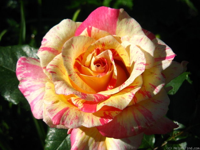 'Cabana ™ (hybrid tea, Zary, 2000)' rose photo