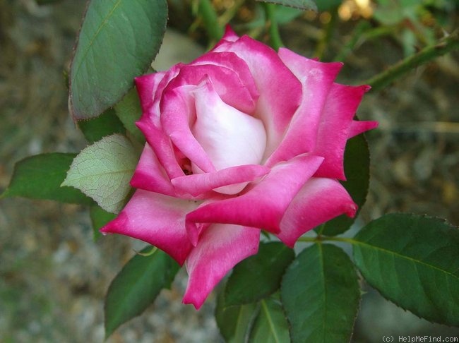 'Standing Ovation ™' rose photo