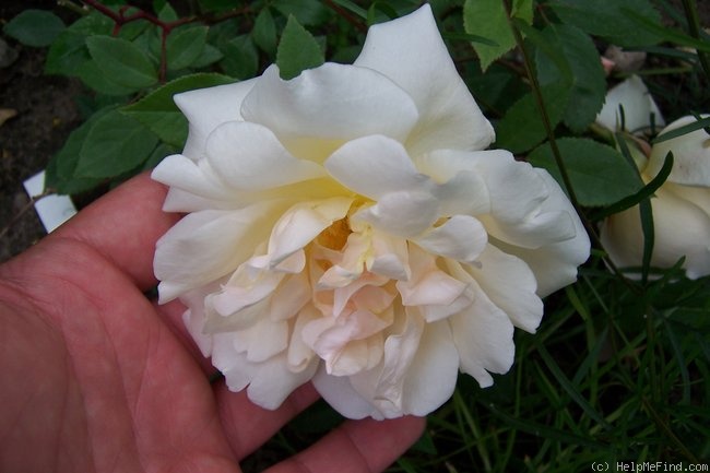 'Rival de Paestum' rose photo