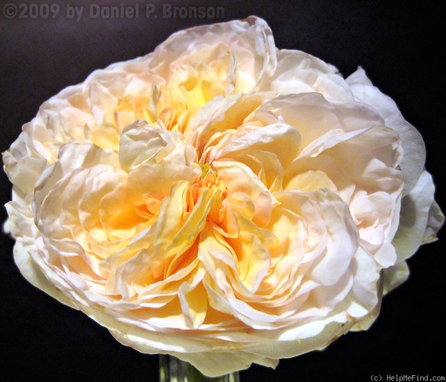 'Marianne (gallica, Barden 2001)' rose photo