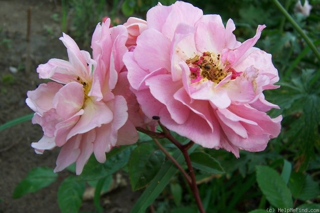 'Cornelia (Hybrid Musk, Pemberton, 1925)' rose, click to enlarge 'Cornelia (Hybrid Musk, Pemberton, 1925)' rose photo
