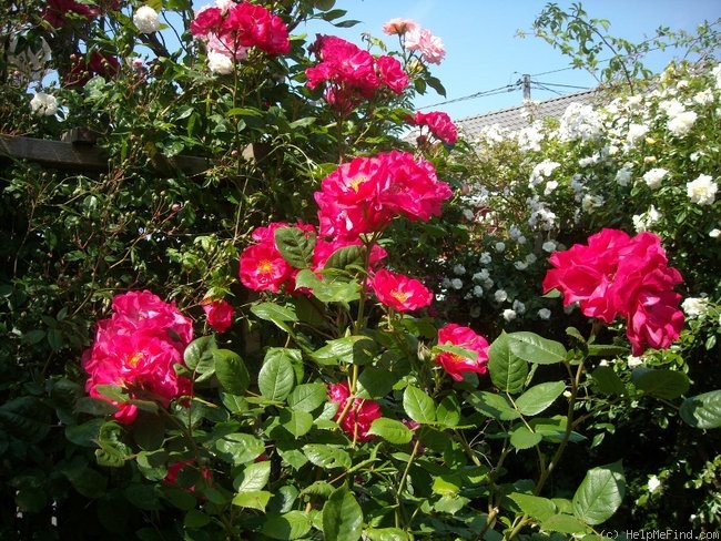 'Burghausen 91' rose photo