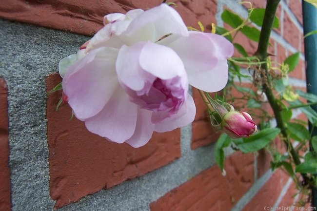 'Lilac Blues' rose photo