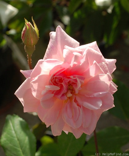 'Cécile Brunner, Cl. (cl. polyantha, Hosp, 1894)' rose photo