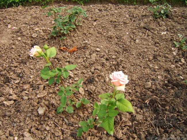 'Rebecca (hybrid tea, Pemberton, 1930)' rose photo