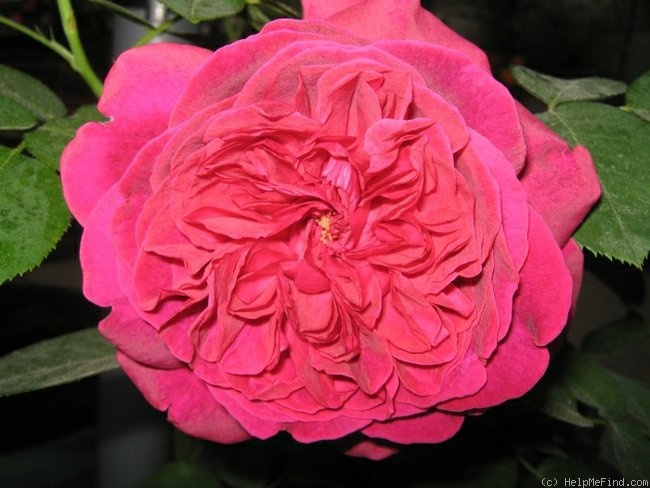 'William Shakespeare 2000 ™ (shrub, Austin 1994)' rose photo