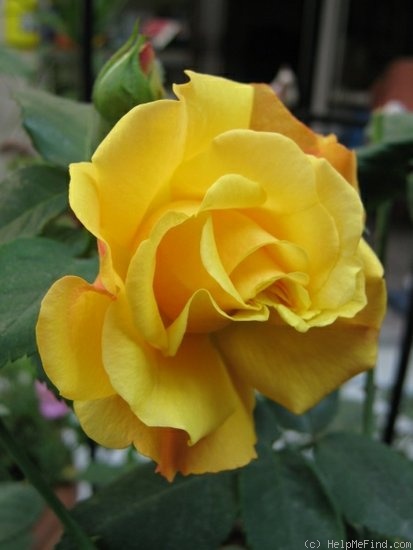 'Postillion ® (shrub, Kordes 1998)' rose photo