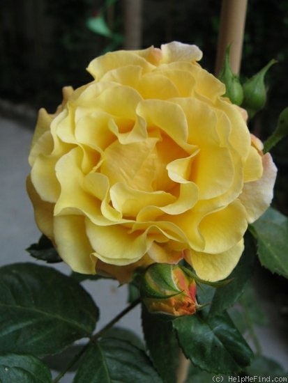 'Postillion ® (shrub, Kordes 1998)' rose photo