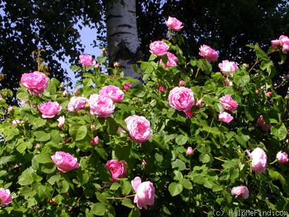 'Constance Spry' rose photo