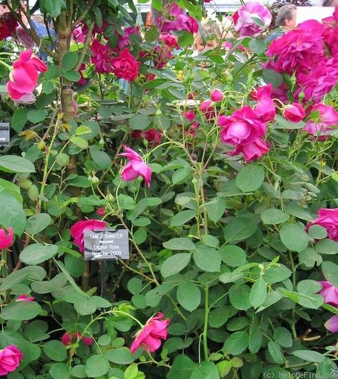 'Tam o'Shanter (shrub, Austin, 2009)' rose photo