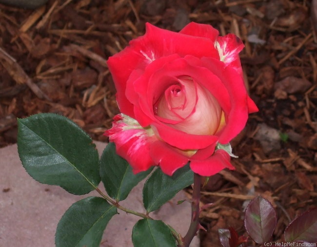 'Rosie O'Donnell' rose photo