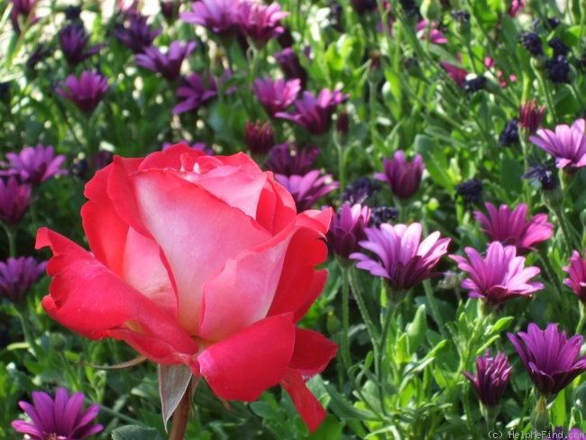 'Rosie O'Donnell' rose photo