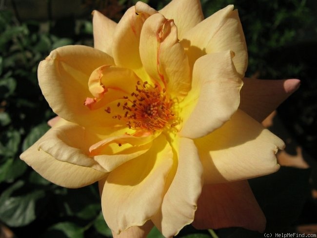 'Sutter's Gold (Hybrid Tea, Swim, 1946)' rose, click to enlarge 'Sutter's Gold (Hybrid Tea, Swim, 1946)' rose photo