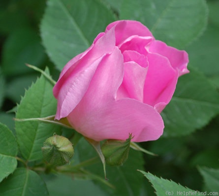 'Complicata' rose photo