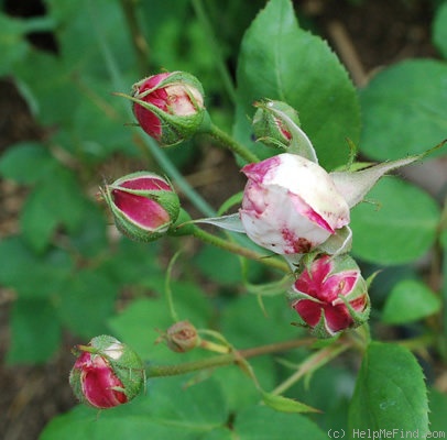 'Comtesse de Rocquigny' rose photo