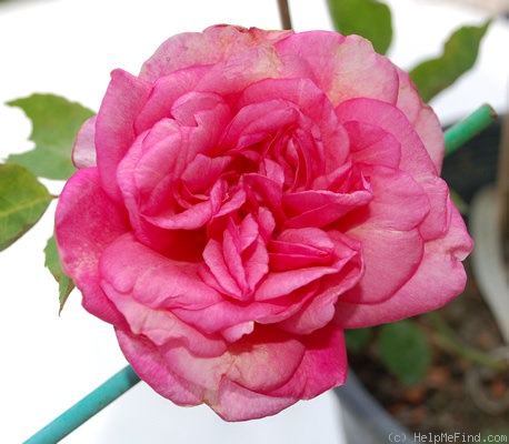 'Comtesse Emmeline de Guigné (tea, Nabonnand, 1903)' rose photo