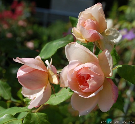 'Desprez à fleurs jaunes' rose photo