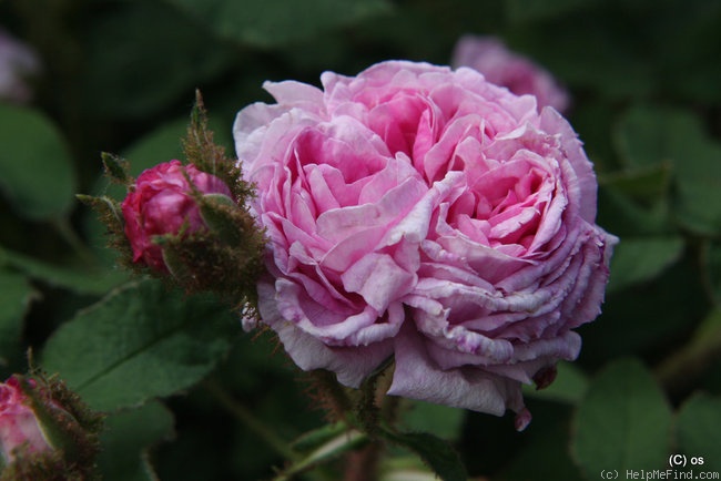 'Mousseux Ancien' rose photo