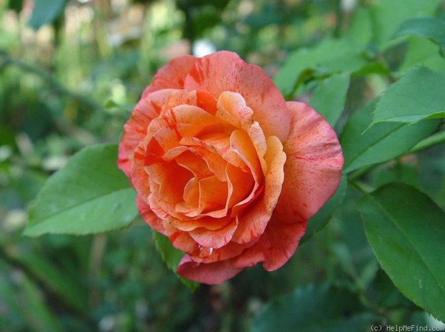 'Michelangelo (floribunda, McGredy, 1988)' rose photo