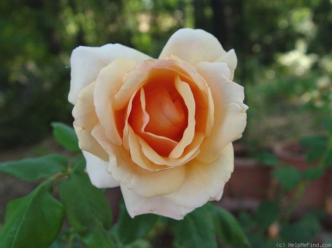 'Mother of Pearl ™ (grandiflora, Meilland, 2006)' rose photo