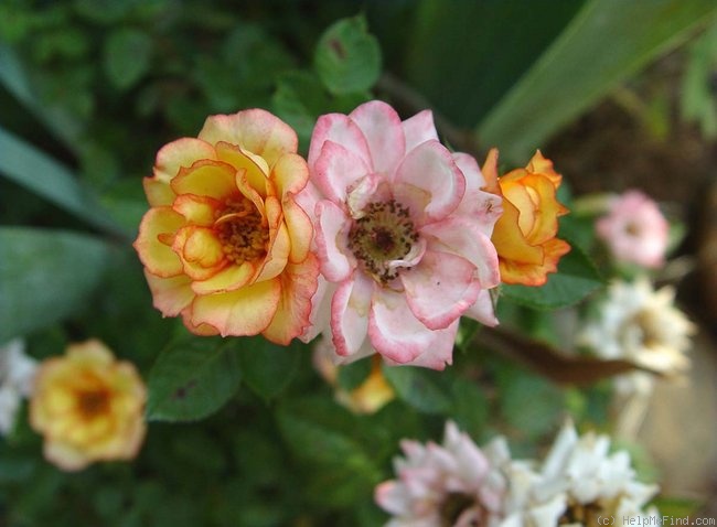 'Sunrise Cupido' rose photo