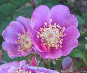 '<i>Rosa californica</i> Cham. & Schlecht.' rose photo