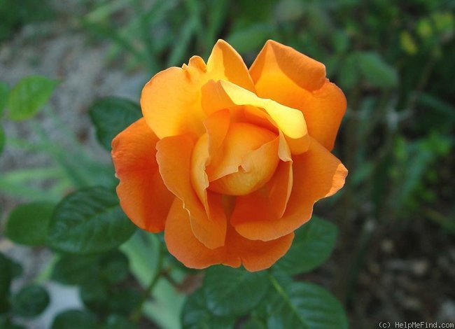 'Louis de Funès ®' rose photo