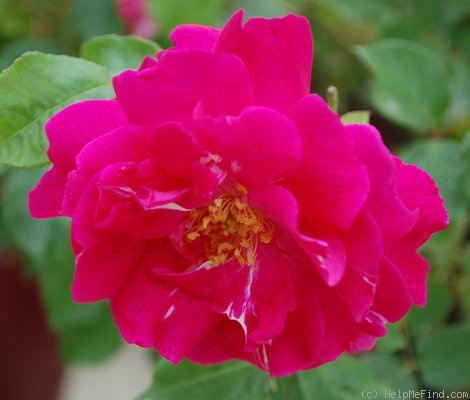 'Nur Mahál' rose photo