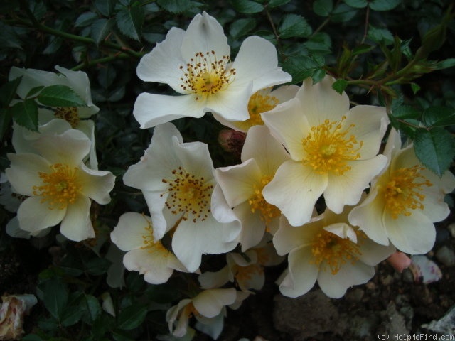 'Sonnenröschen ® (miniature, Kordes,1996/2003)' rose photo