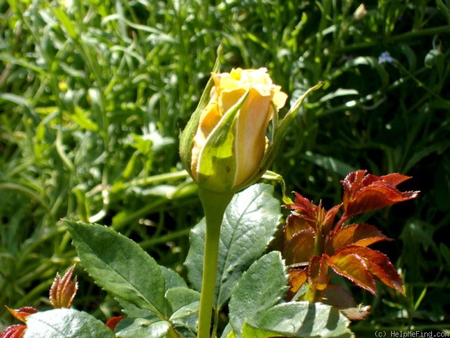 'Crème Caramel (hybrid tea, Fryer 2008)' rose photo