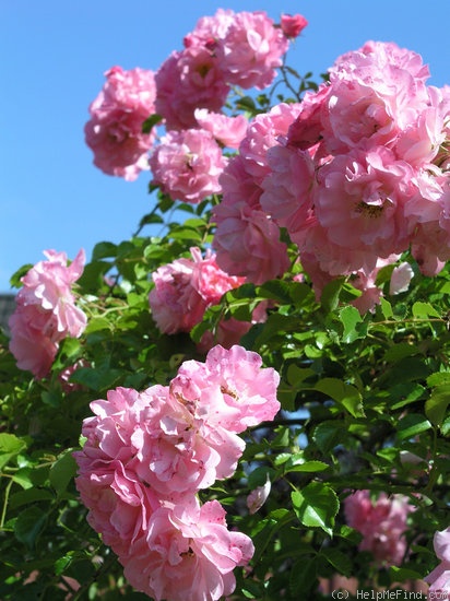 'Heidekönigin ®' rose photo