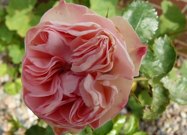 'Crème fraise' rose photo