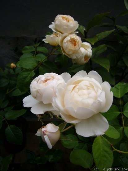 'Windermere (shrub, Austin, 2007)' rose photo
