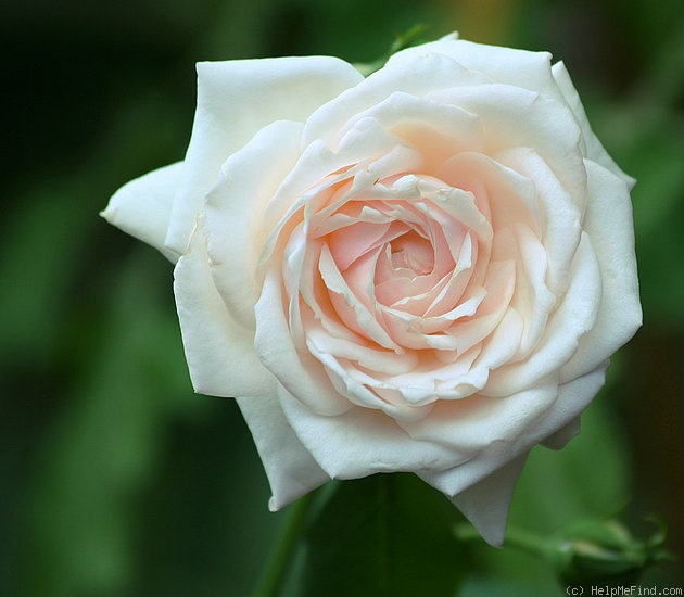 'Madame J.-P. Soupert' rose, click to enlarge 'Madame J.-P. Soupert' rose photo