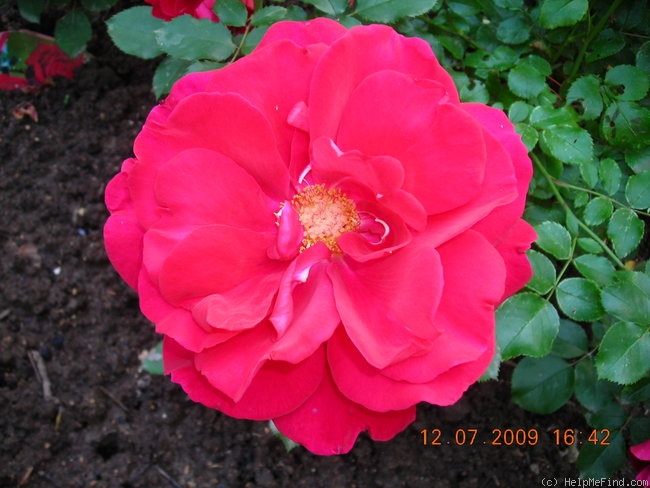 'Senator Burda ®' rose photo