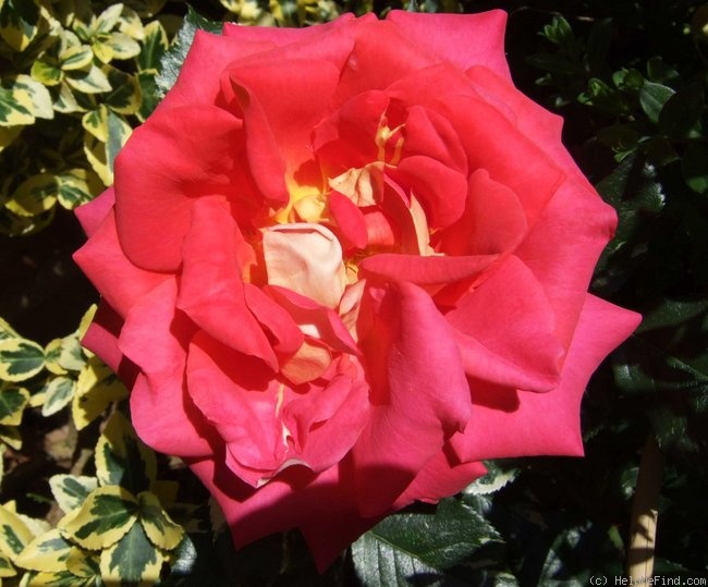 'Best Wishes (Cl. hybrid tea, Chessum, 1996)' rose photo