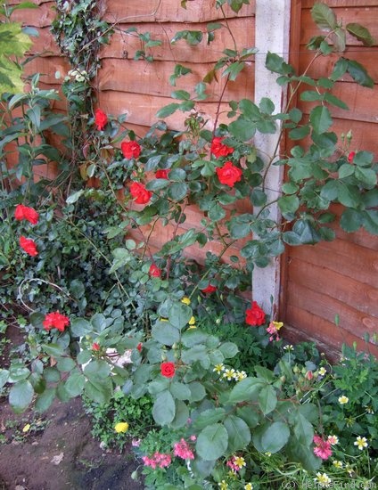 'Sparkling Scarlet' rose photo