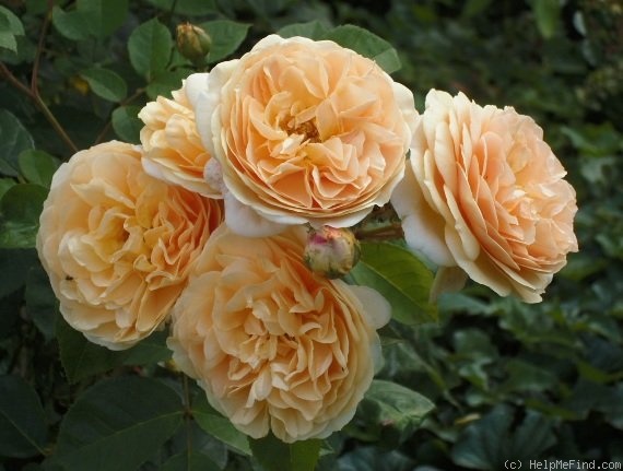 'Teasing Georgia' rose photo