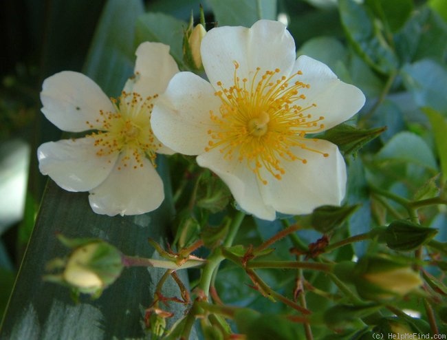 'Filipes Kiftsgate' rose photo