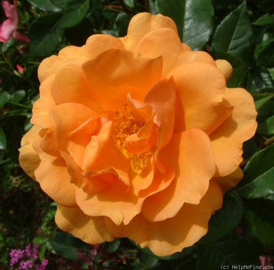 'Golden Beauty (floribunda, Kordes, 2001)' rose photo