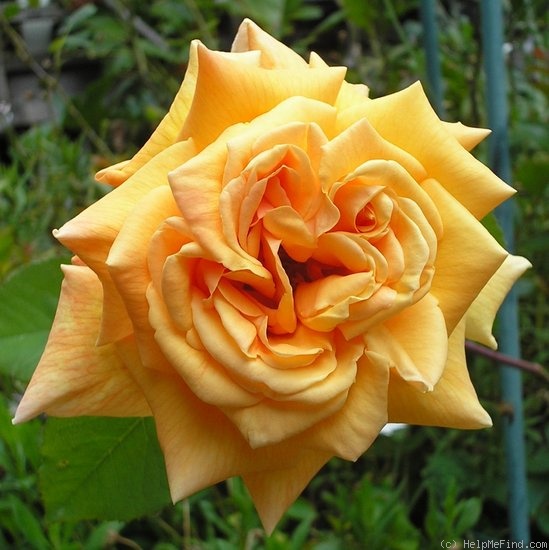 'Lady Elgin' rose photo