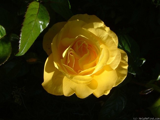 'Golden Wedding (hybrid tea, Krebs, 1938)' rose photo