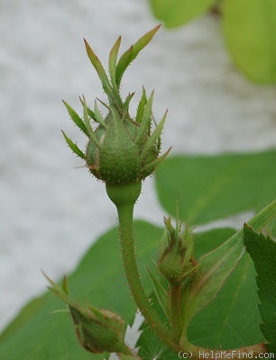 'Erinnerung an Brod' rose, click to enlarge 'Erinnerung an Brod' rose photo